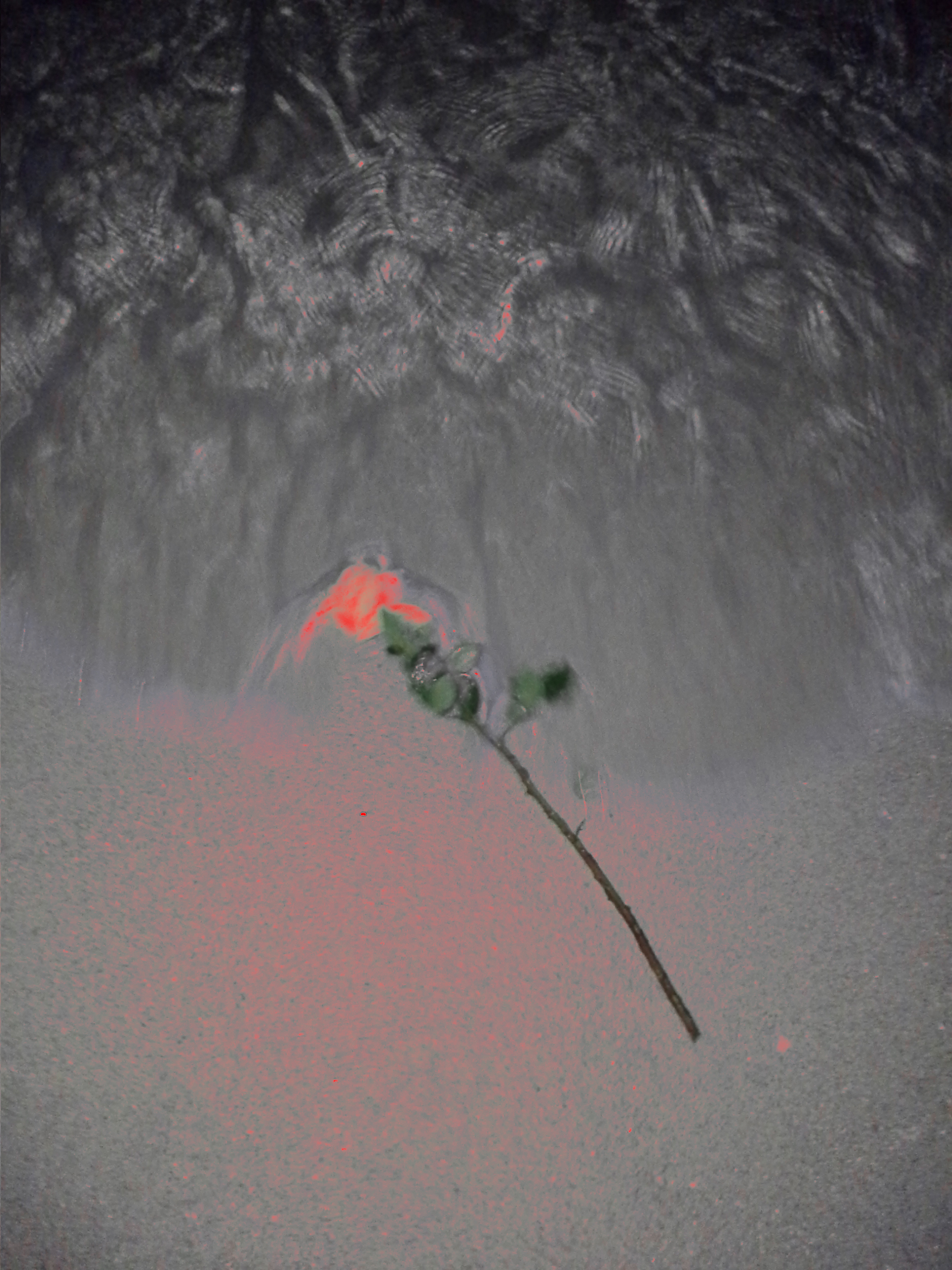 Apotheosis Rose Phase 2